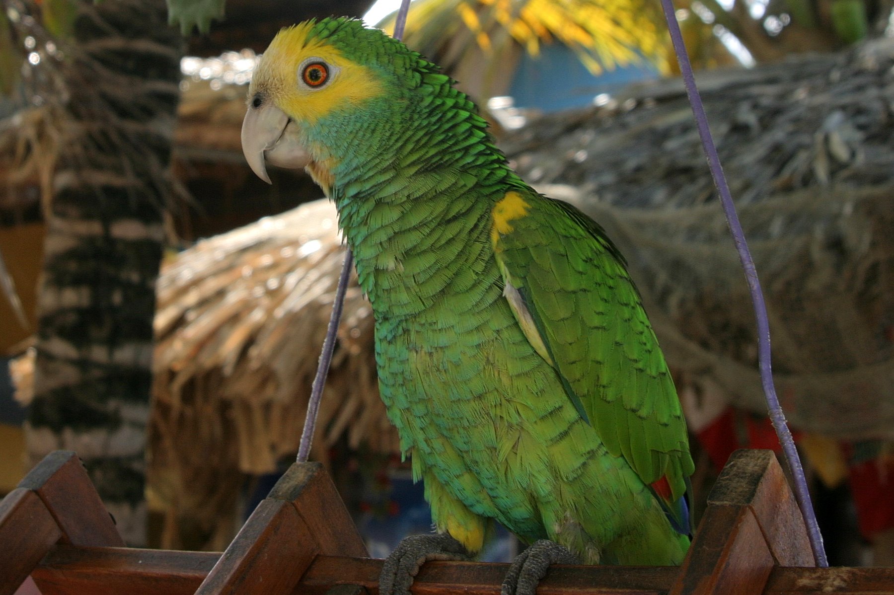 Amazoňan žltočelý - Amazona barbadensis
